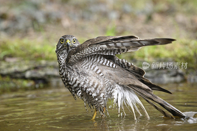 雌雀鹰(Accipiter nisus)